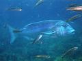 IMG_4521 r1